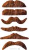 Pack de 12 moustaches avec 6 modèles Chatain Clair